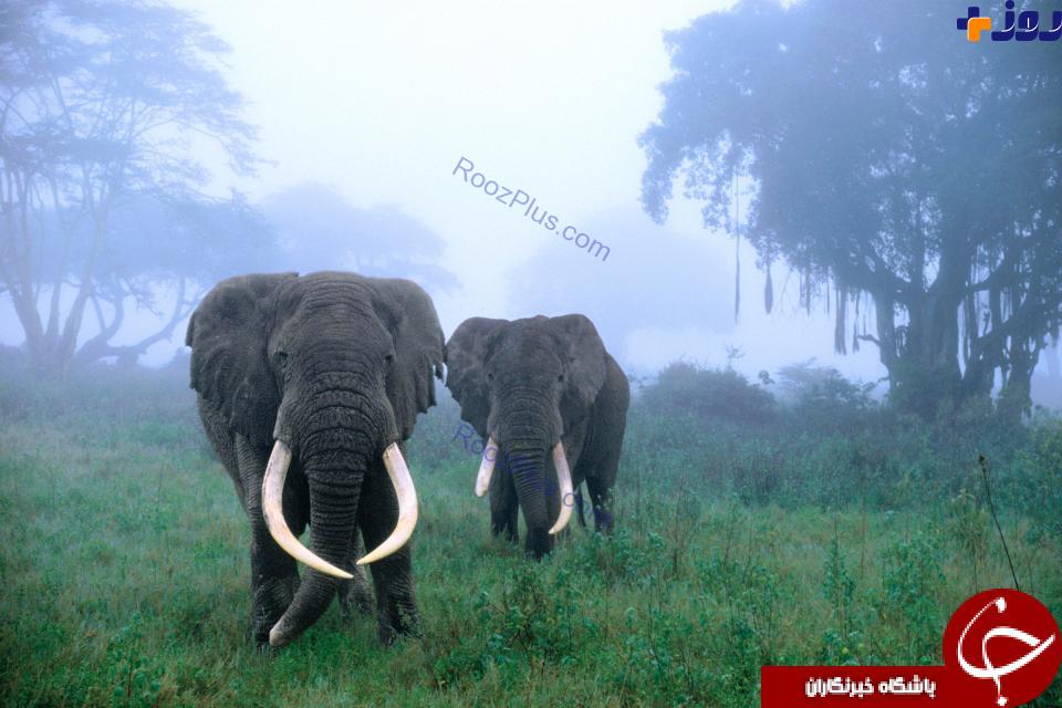 حمله فیل ها به روستا در هوای مه آلود+ عکس