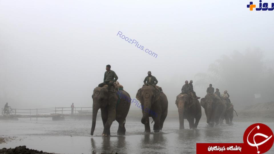 حمله فیل ها به روستا در هوای مه آلود+ عکس