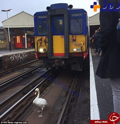 این حیوان راه قطار را بست+ تصاویر