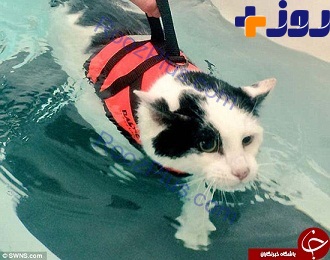 این گربه با شنا لاغر می کند + عکس