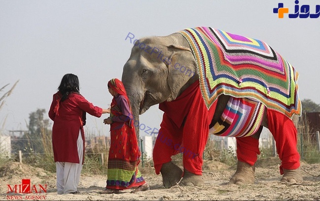 فیل هایی که لباس پشمی می پوشند +عکس