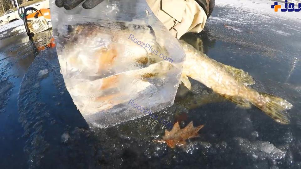 عکس/تصاویر یک ماهی که در حین شکار یخ زد!
