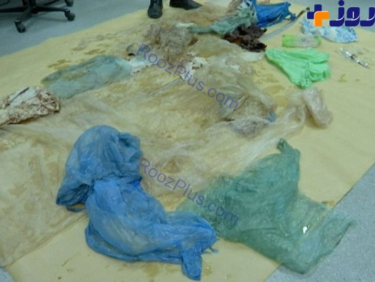 مرگ دردناک نهنگ بخاطر کیسه های پلاستیکی! +تصاویر