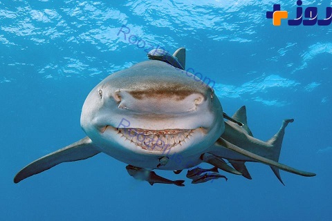 لبخند کوسه به دوربین در سواحل فلوریدا +عکس