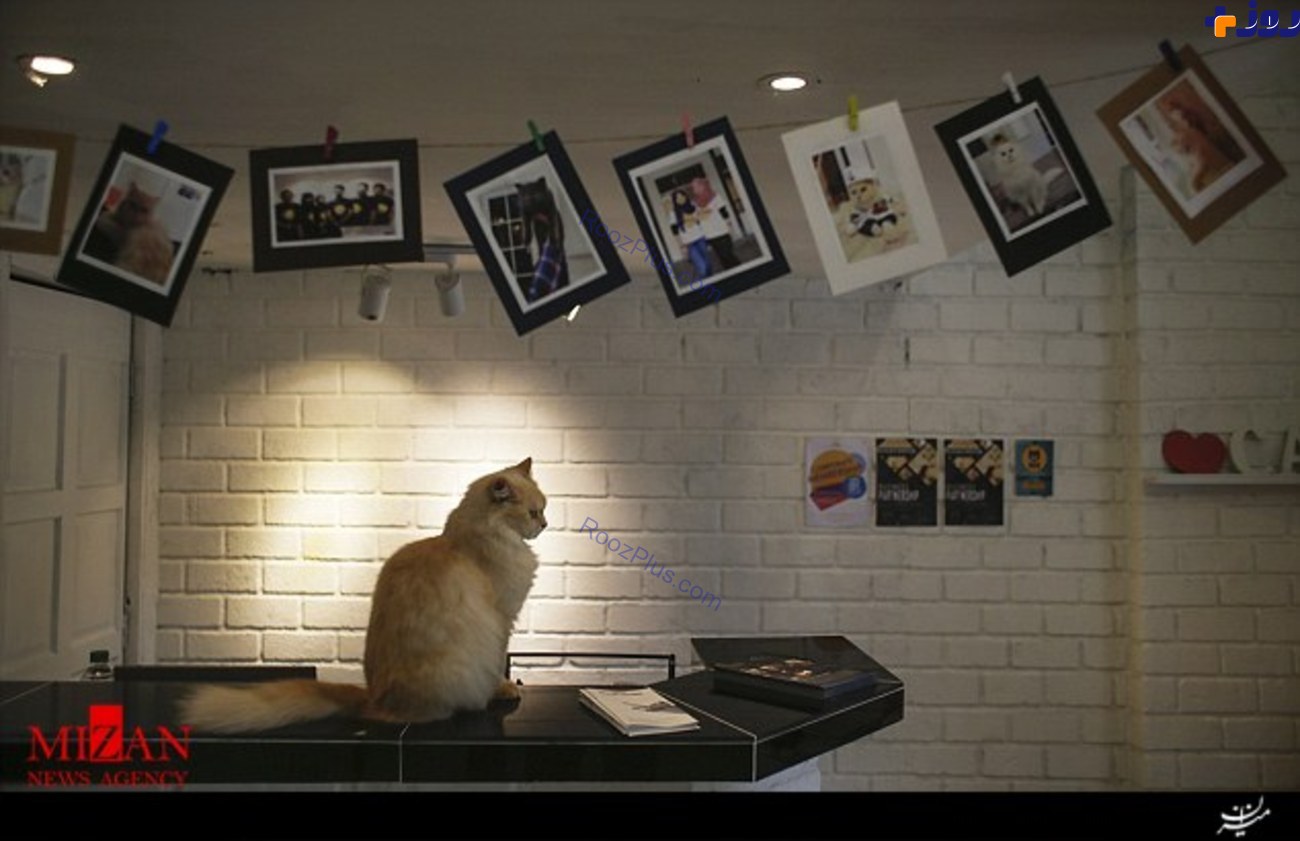 افتتاح هتل 5 ستاره برای گربه ها! +تصاویر