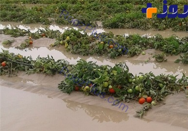 عکس/مزارع گوجه فرنگی جنوب در زیر آب!