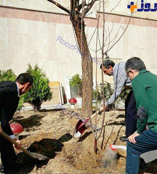 درختكاري احمدي نژاد و يارانش / عکس
