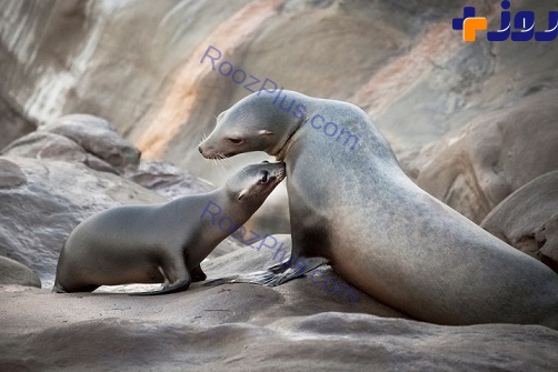 مادر و فرزند/ عکس روز نشنال جئوگرافیک از شیرهای دریایی