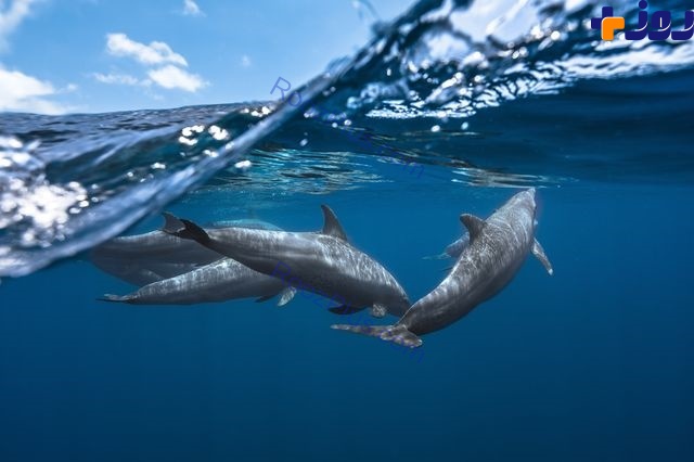 شنای دلفین‌ها در عکس روز نشنال جئوگرافیک / عکس