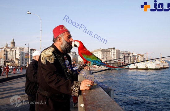 طوطي مشهورِ استانبول + تصاویر