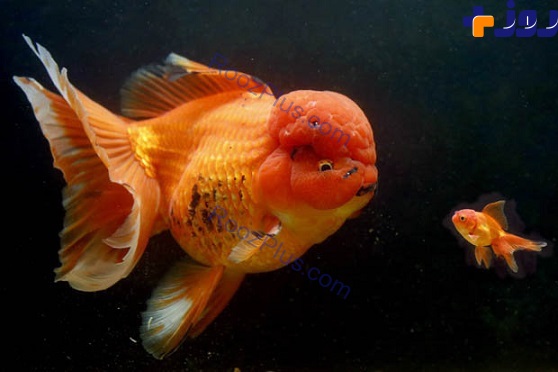 گران ترین و بزرگرترین ماهی قرمز عرضه شد +تصاویر