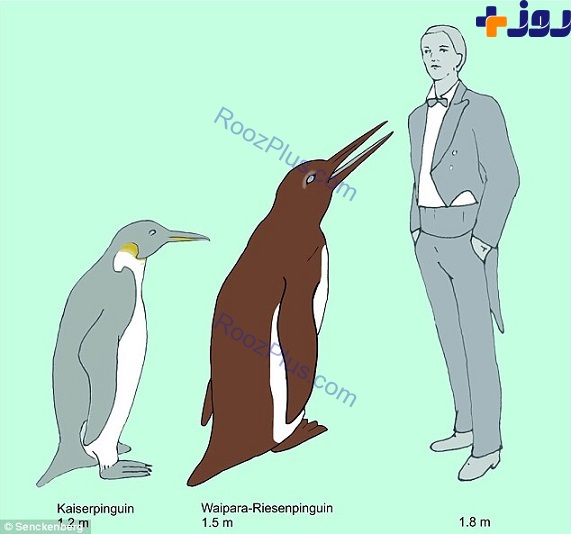 کشف بقایای پنگوئن های غول پیکر در نیوزیلند +عکس