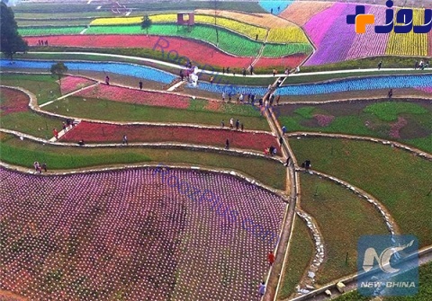 تصاویری زیبا از جشنواره گل‌های لاله در چین
