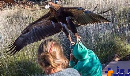 عقابی که قصد شکار یک پسر ۷ساله را داشت +عکس