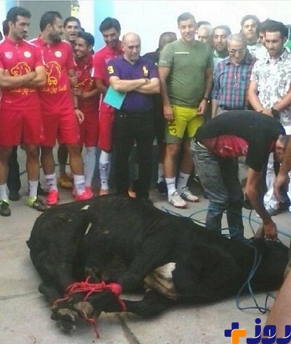 عکس/قربانی کردن گاو برای شروع تمرینات باشگاه نفت با حضور علی دایی