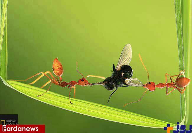 دعوای دو مورچه بر سر غذا/ عکس