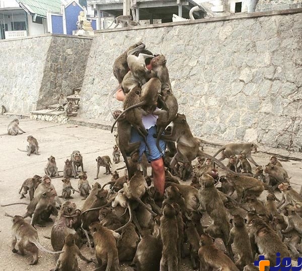 پذیرایی متفاوت میمونها از یک توریست! +عکس