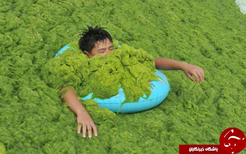 جلبک‌درمانی در چین! +عکس