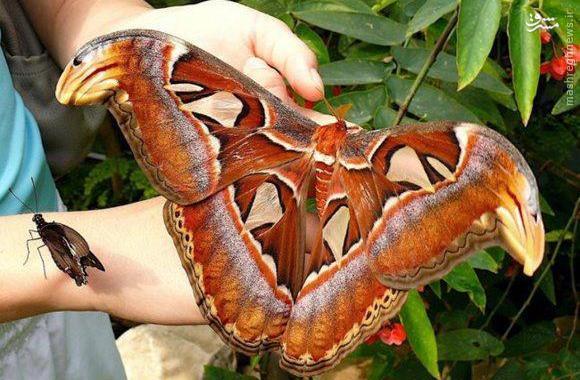 بزرگترین پروانه جهان/ عکس