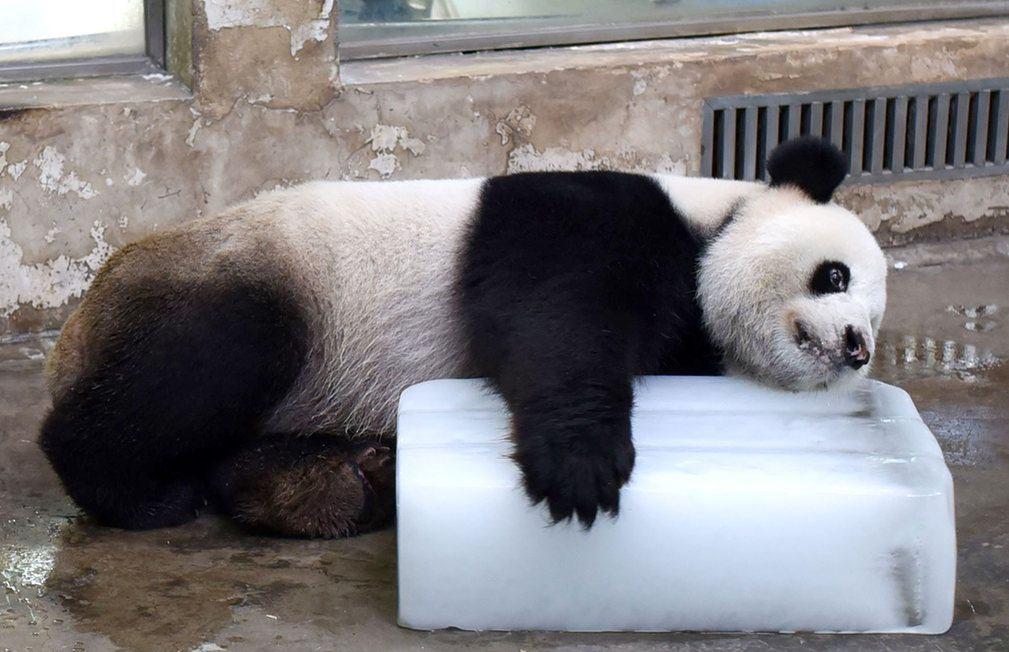 استفاده از بلوک یخی برای خنک کردن پانداها در باغ وحش ووهان چین