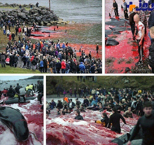 سنت بیرحمانه کشتار نهنگ‌‌ها در دانمارک / عکس+16