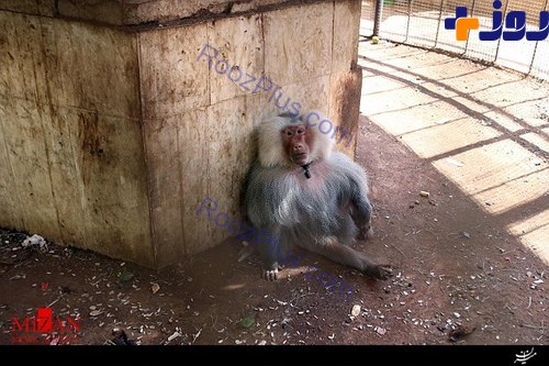 غمگین ترین میمون جهان +عکس