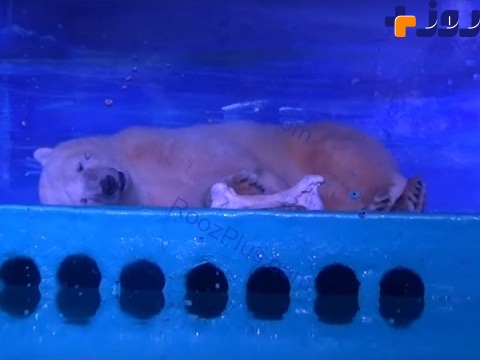 مخالفت مسئولان چین با انتقال غمگین‌ترین خرس قطبی+تصاویر