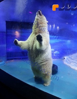 مخالفت مسئولان چین با انتقال غمگین‌ترین خرس قطبی+تصاویر