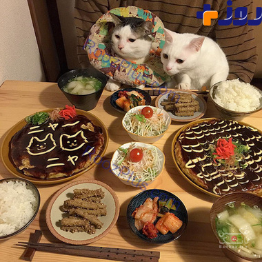 عکس های زوج ژاپنی با گربه ها به هنگام غذا خوردن