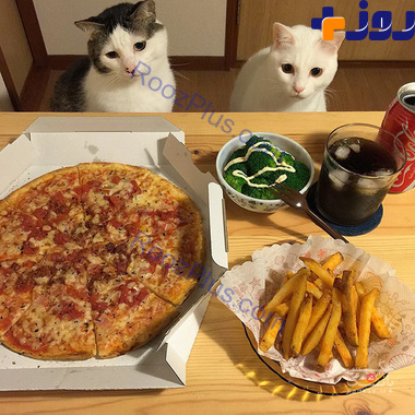 عکس های زوج ژاپنی با گربه ها به هنگام غذا خوردن