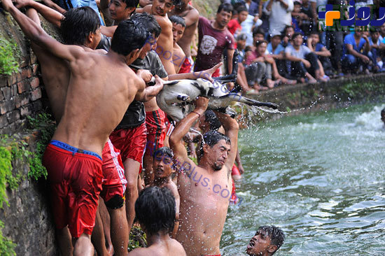 جشن خفه کردن بزها در آب! +عکس
