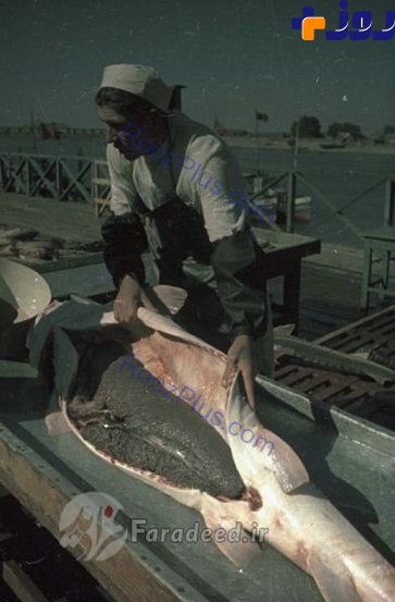 تصاویر/ صید ماهی خاویار در خزر 70 سال پیش