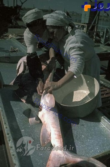 تصاویر/ صید ماهی خاویار در خزر 70 سال پیش
