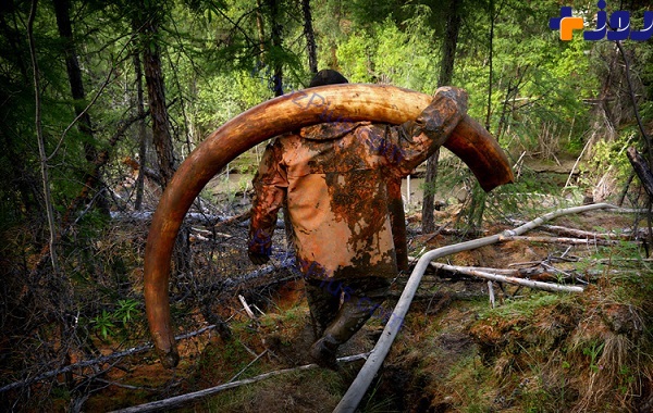 تصاویر/ تجارت شکارچیان ماموت در سیبری