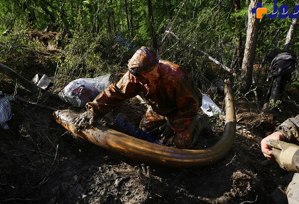 تصاویر/ تجارت شکارچیان ماموت در سیبری