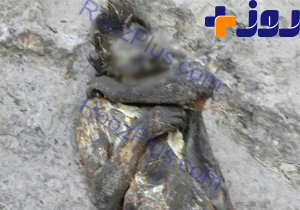 کشف جسد در ارتفاعات لوداب بویراحمد+ عکس