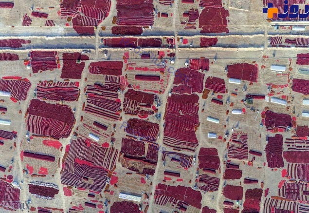 صحنه‌ای زیبا از برداشت فلفل قرمز در چین