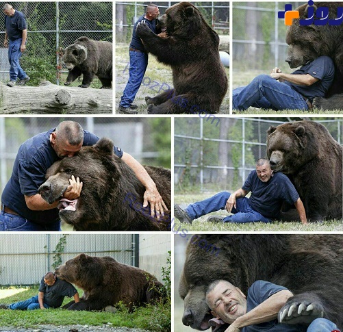 مردی که با یک خرس 800 کیلویی دوست صمیمی است+ عکس