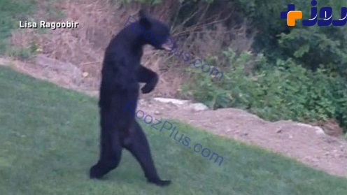 خرس بامزه ای که مانند انسان راه می رفت، کشته شد+تصاویر