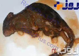 موش پخته در کنسرو لوبیا +عکس