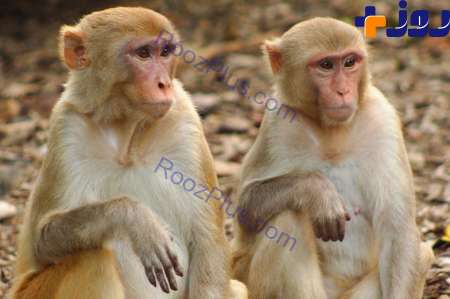 میمونی که تهدیدی برای تنوع زیستی ایران است!