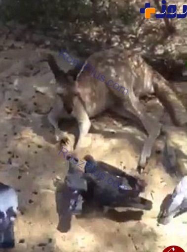 کانگوروی عصبانی پرنده های مزاحم را این گونه ادب کرد+ تصاویر
