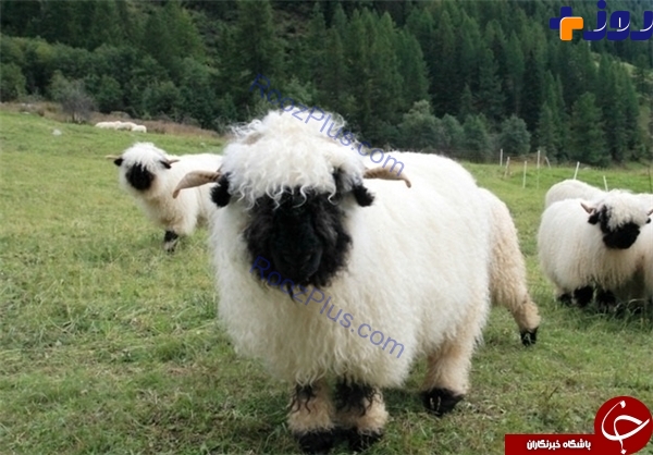 گوسفندانی با نژادی عجیب +تصاویر