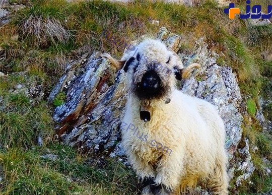 گوسفندانی با نژادی عجیب +تصاویر