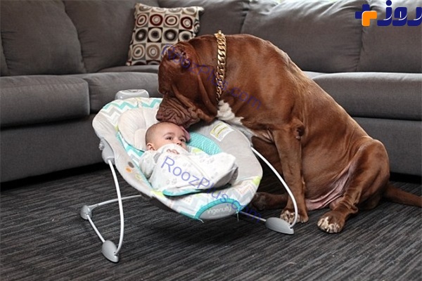 پرستاری سگ از نوزاد تازه متولد شده +تصاویر