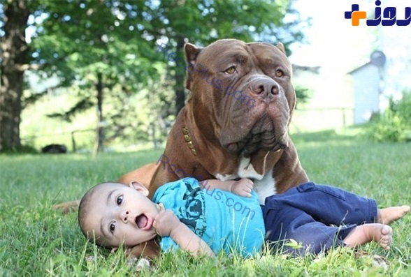 پرستاری سگ از نوزاد تازه متولد شده +تصاویر