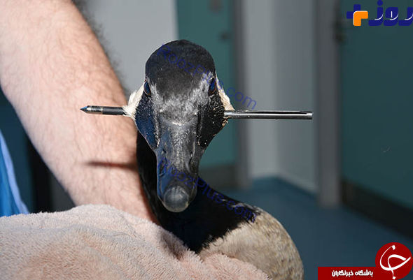 نجات معجزه آسای یک پرنده از دام شکارچی+ تصاویر