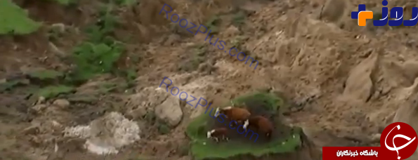 سه گاو خوش شانس بعد از زلزله شدید زلاندنو+تصاویر