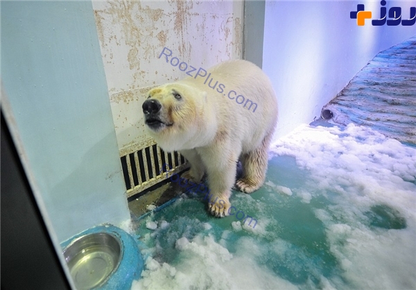 سرانجام خوش  «غمگین‌ترین خرس قطبی جهان»+ عکس