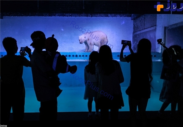 سرانجام خوش  «غمگین‌ترین خرس قطبی جهان»+ عکس
